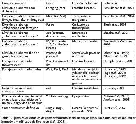 CARACTERÍSTICAS de las ABEJAS - Dónde viven, tipos, comportamiento y más