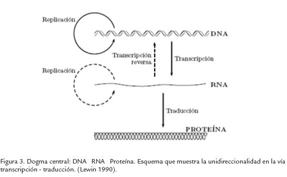 LA DUALIDAD ANÁLOGO DIGITAL DE LA INFORMACIÓN SE EJEMPLIFICA EN EL ESTUDIO  DE LAS MÓLECULAS DE RNA