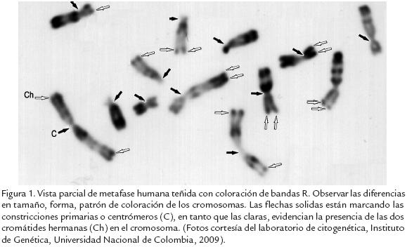 Organization Of Genes And Chromosomes Pdf