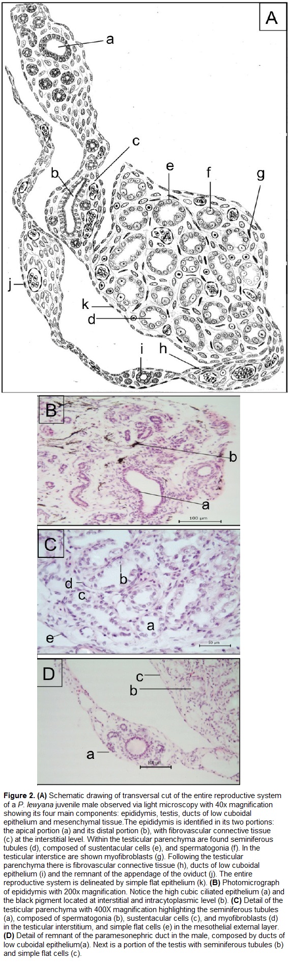 histology of ovaries pdf