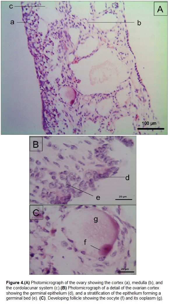 histology of ovaries pdf