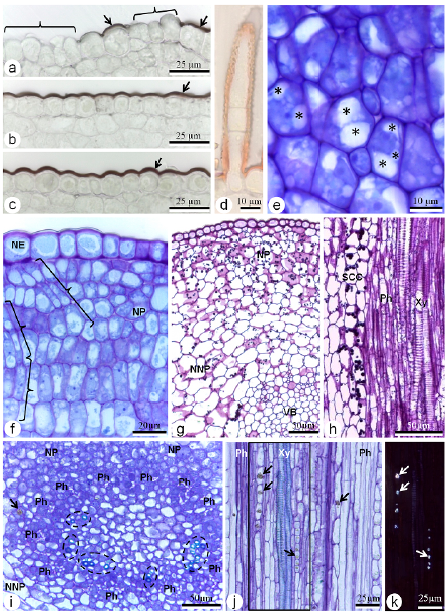 STRUCTURE AND HISTOCHEMISTRY OF THE FLORAL NECTARY OF Bauhinia monandra ...