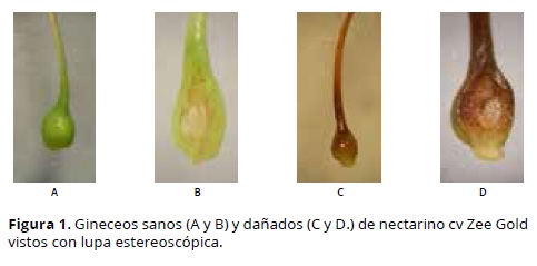 Descripción:\img\revistas\acag\v64n3\v64n3a07f1.jpg