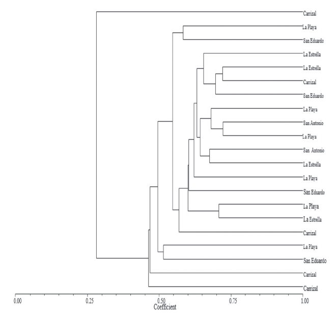 Characterization of lulo ( Solanum quitoense Lam.) genetic diversity in ...