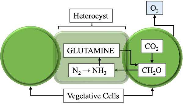 Cyanobacteria and microalgae as potential sources of biofertilizers: a  review