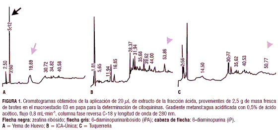 citoquininas