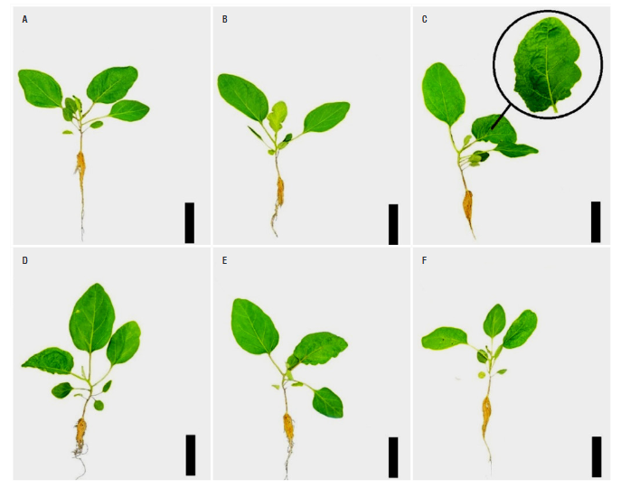 Physiological responses and initial growth of eggplant under nutrient ...