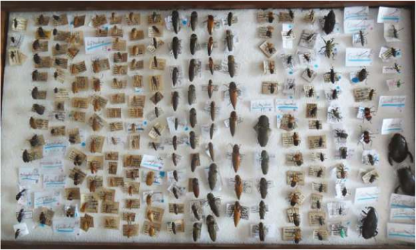 Curaduría y sistematización de la colección entomológica (Orden
