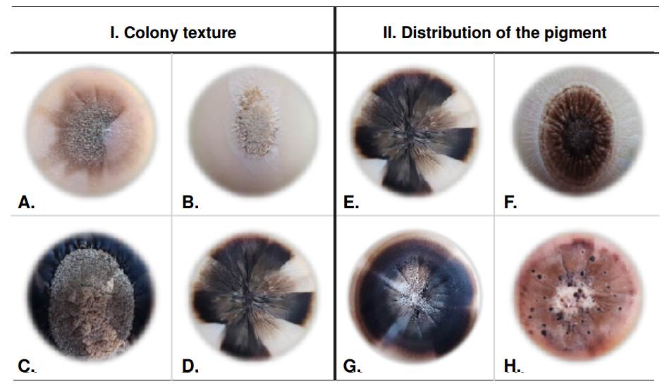 Phenotypic and genotypic characterization of Colombian clinical ...