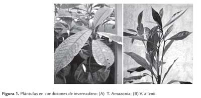 Tree Planting Tree Planting