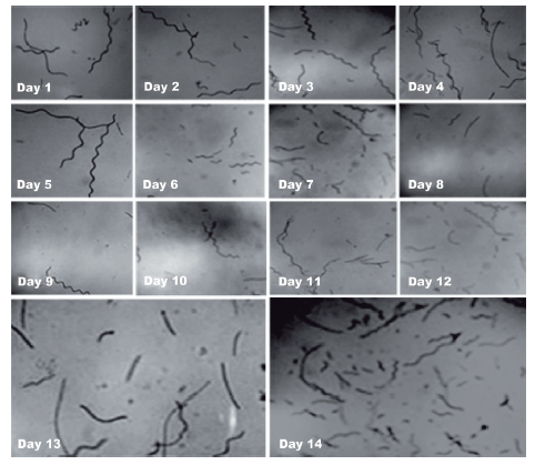 Cultivation of Arthrospira platensis (Spirulina) in curved doubly ...