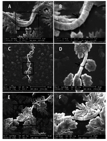 Cultivation of Arthrospira platensis (Spirulina) in curved doubly ...