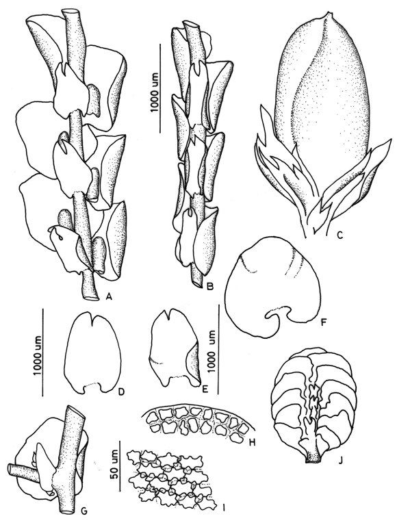 leaf apices