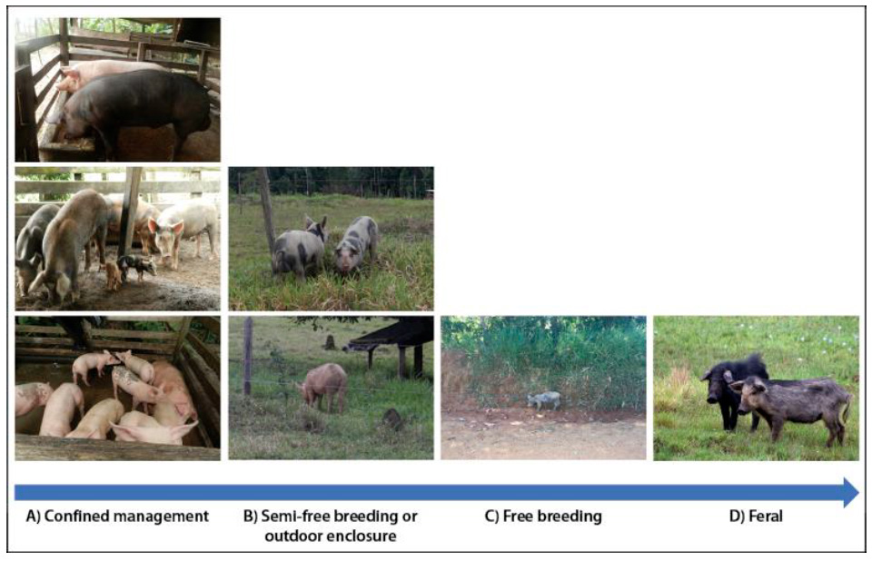 Nontechnified management of pigs (Sus scrofa) in the Andean, Amazon, and Orinoquia regions of
