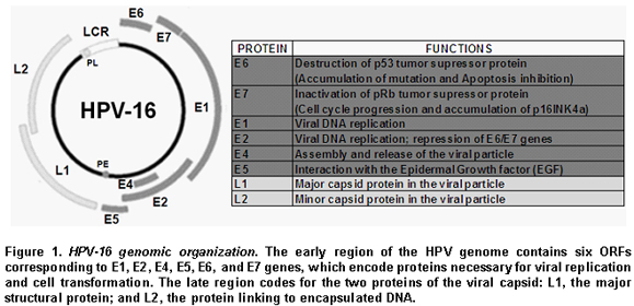 esophageal cancer hpv 16