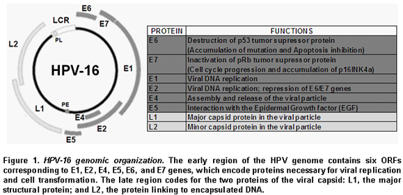 vad ar hpv virus cancer