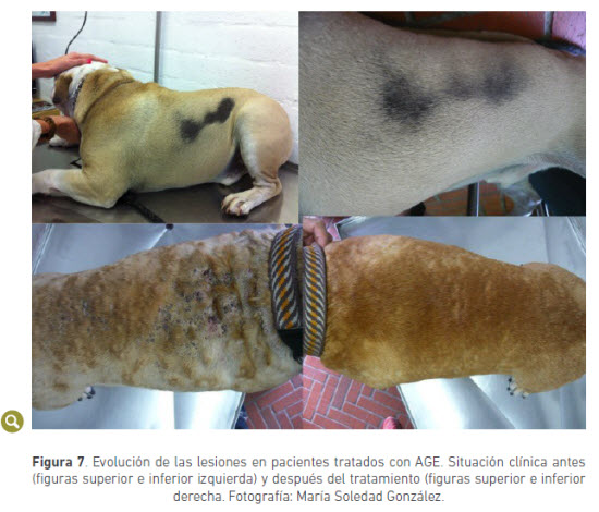 Acantosis nigricans perros pdf