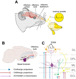 Basal Forebrain Modulation of Olfactory Coding In Vivo