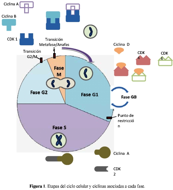 Implicarea genomului papiloma virusului uman (hpv) în oncogeneza cancerului cervical