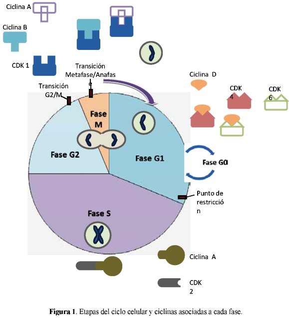 papilom oncogenic