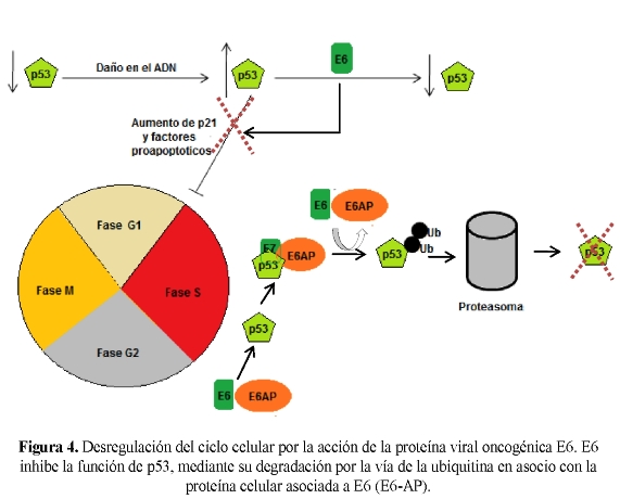 HPV – riscuri, diagnostic si tratament