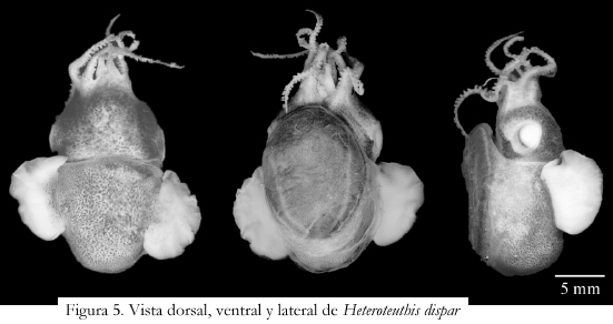 Heteroteuthis Dispar