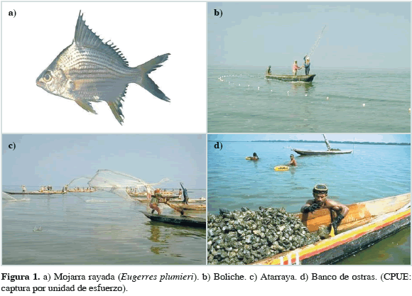 EL COLAPSO DE LA PESQUERÍA DE LA MOJARRA RAYADA EUGERRES PLUMIERI