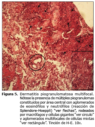 Figura 5