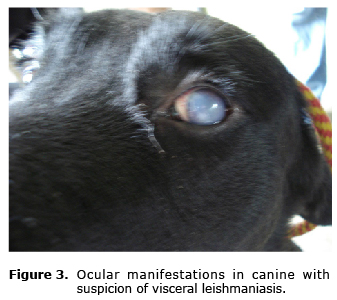 Canine Leishmaniosis: tools for diagnosis in veterinary practice in Colombia