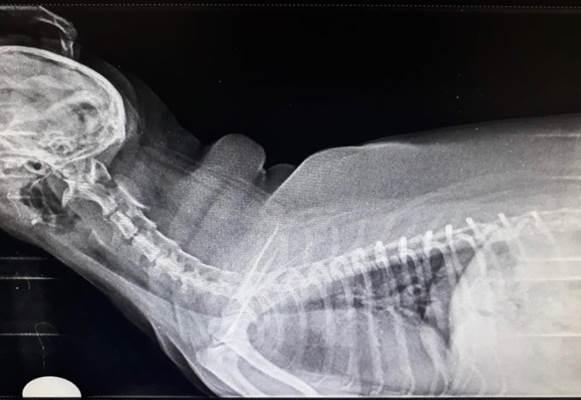 Uso intraluminal de stent de nitinol dual para colapso de tráquea un canino raza maltés