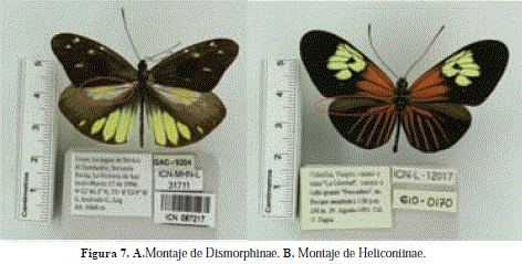 Las escamas de los lepidópteros  Museo Nacional de Historia Natural