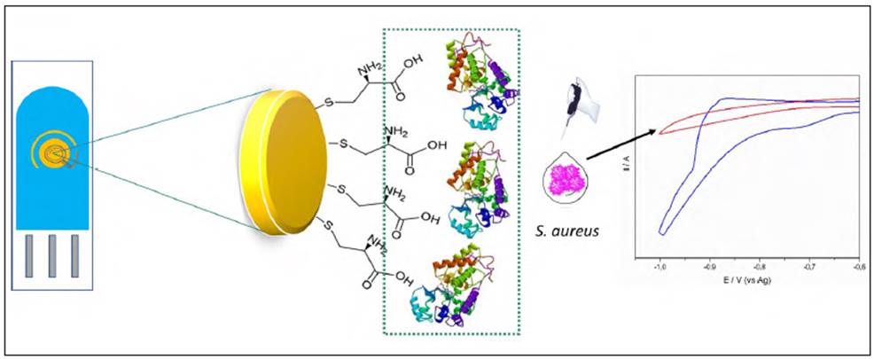 Rapid electrochemical detection of Staphylococcus aureus based on ...