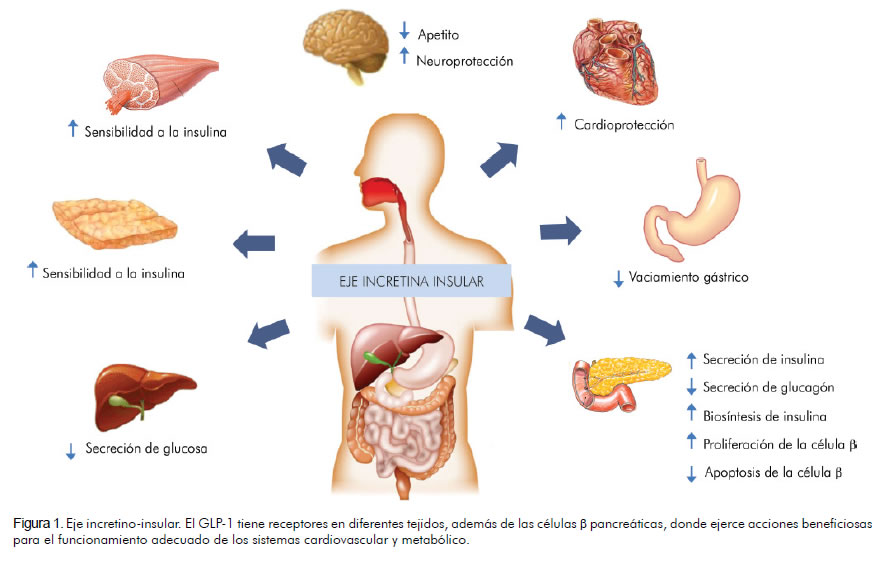 Que comer despues de la prueba de la glucosa