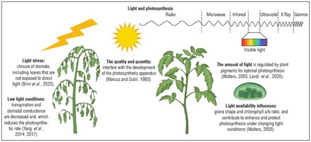 Photo-selective covers and light quality: impact on crop physiology and ...