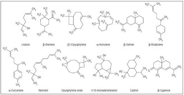 Chemical composition and insecticidal activity of essential oils from ...