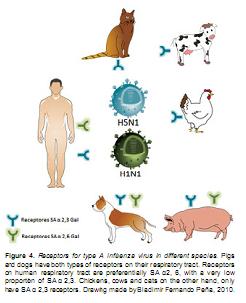 Influenza virus A H5N1 and H1N1: features and zoonotic potential