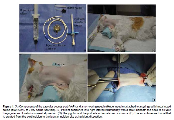 which vein is not frequently used during venipuncture on a dog