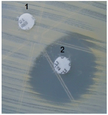 Konemann Diagnostico Microbiologico Pdf 26