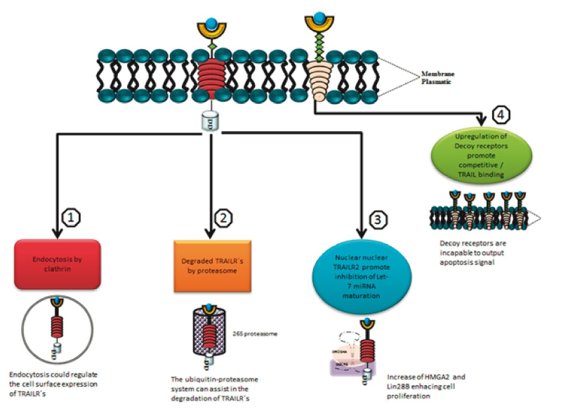 TRAIL receptors as prognostic markers and survival predictors in ...