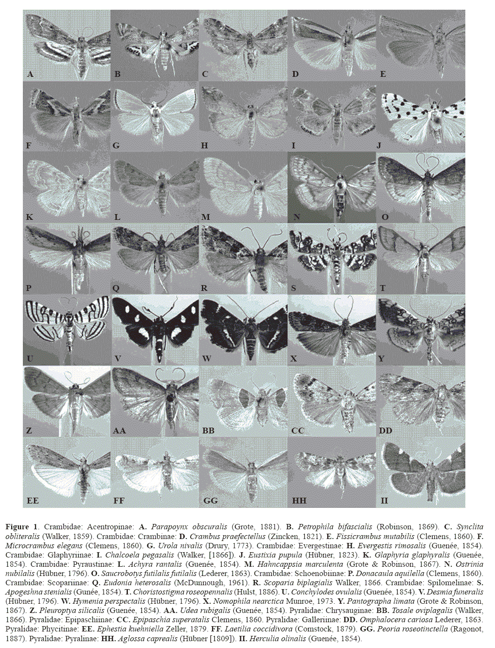 lepidoptera families pdf