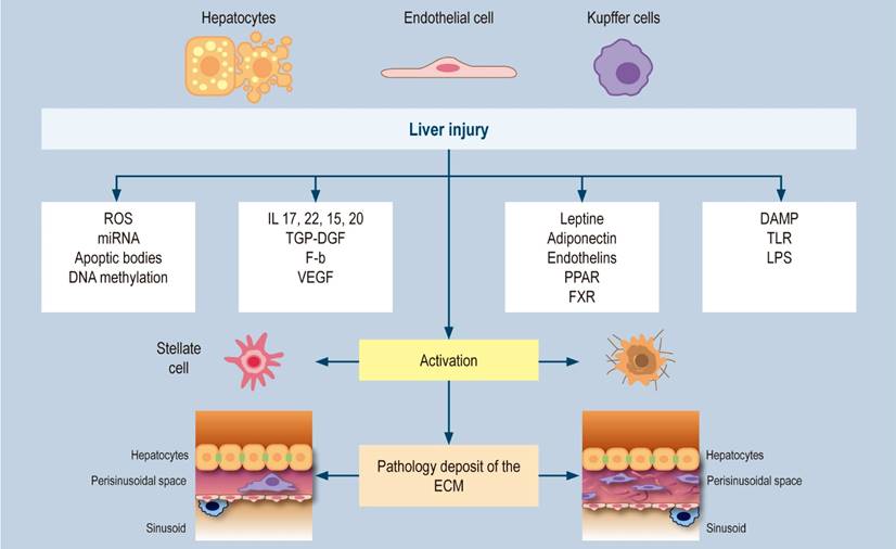 Non-alcoholic fatty liver disease part 1: general aspects, epidemiology ...