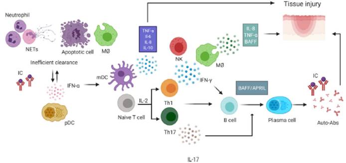 Role of cytokines in the pathophysiology of systemic lupus erythematosus