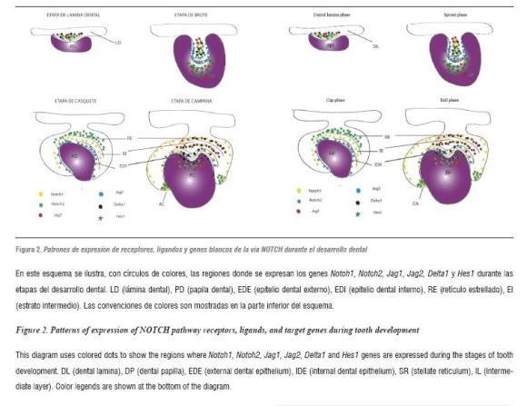 shh signalling pathway early tooth development