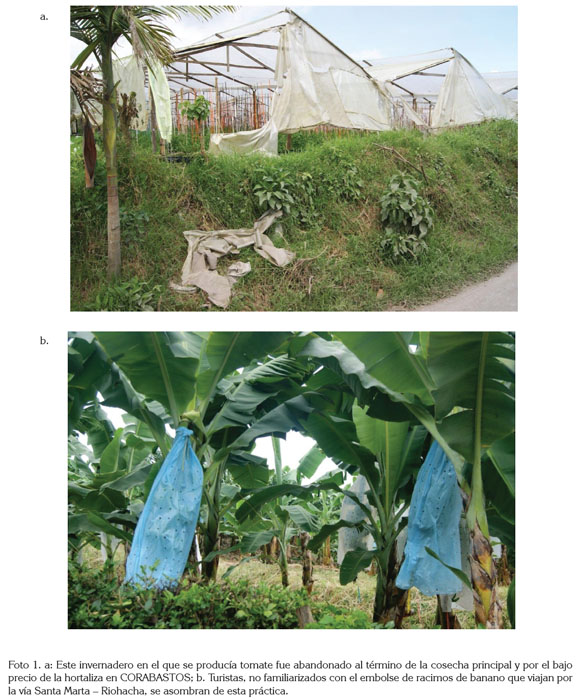Ventajas de la plasticultura para el cultivar patatas - Agriplastics  Community