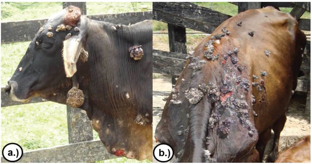 papilomavirus bovino tratamento