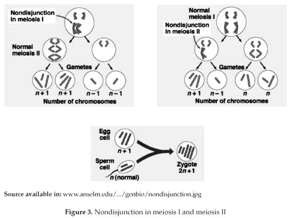 Nondisjunction and chromosomal anomalies