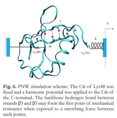 Unfolding Ubiquitin By Force Water Mediated H Bond Destabilization