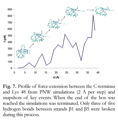 Unfolding Ubiquitin By Force Water Mediated H Bond Destabilization