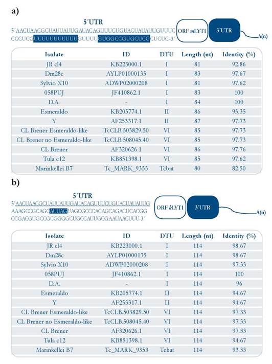 Characterization of the mRNA untranslated regions [UTR] of the ...